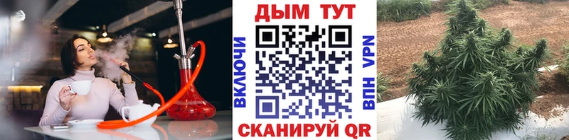 Канабис план  сколько стоит  Краснознаменск 